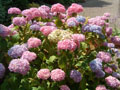 celtic park - more vivid hydrangeas.jpg